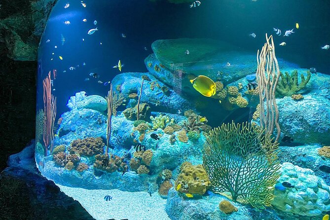Pattaya Underwater World Tickets with Optional Hotel Pickup - Ray Pools and Koi Feeding: Small Moments With Big Charm