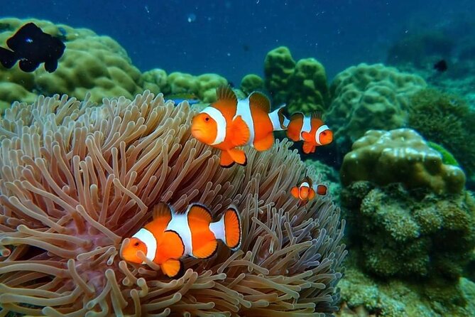 Phi Phi & Bamboo Islands Snorkeling Tour w/ Fins by Speedboat - Bamboo Island: the walk, the sand, and calmer island energy