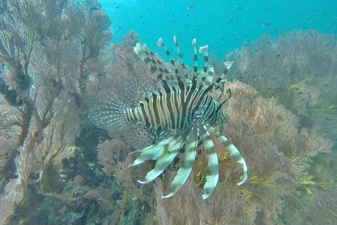 Phi Phi Early Bird & 4 Islands - Day Tour by Speedboat From Krabi - Price, Park Fee, and Value for a 9-Hour Island Plan