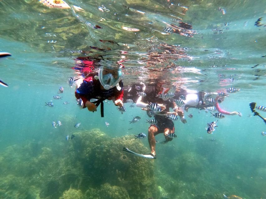 Phi Phi: Half-Day Phi Phi Snorkeling Trip by Longtail Boat - Getting Better Odds for Marine Life (Without Overthinking It)