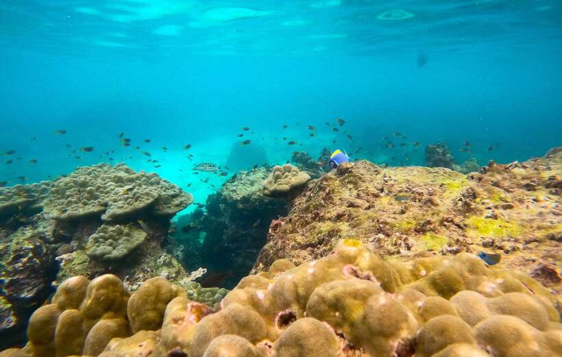 Phi Phi: Half-Day Tour with Maya Bay, Pileh Lagoon & Snorkel - Viking Cave: the photo stop that still feels worth it
