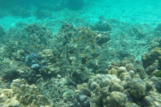 Phi Phi Islands One Day Tour by Speedboat From Phuket - Snorkeling setup: included gear, real payoff, and your best timing