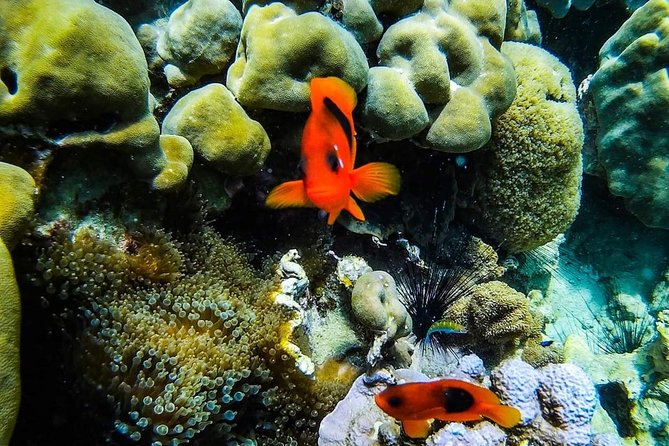 Phi Phi Tour from Krabi , Semi-Private Tour only 12 Guests - Snorkeling gear included, and how to get the most water time