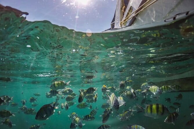 Phi Phi with Maya and Bamboo Island Day Trip by Speedboat - Price and the foreign national park fee: the real value math