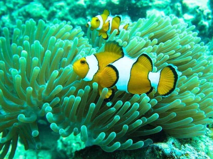 Phuket: 3 Khai Islands Relax & Snorkeling Half/Full Day Tour - Half-Day vs Full-Day: Where the Extra Hours Actually Go
