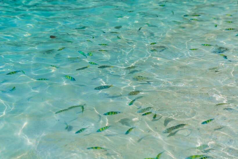 Phuket: 3 Khai Islands Relax & Snorkeling Half/Full Day Tour - Is It Worth the Price? What $24 Buys You in Real Terms