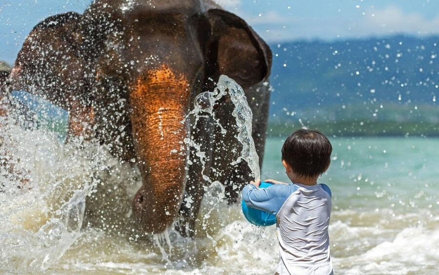 Phuket:Beach walk with elephants, rain & care. 2.5 hours - Preparing herb vitamin balls, then feeding elephants back in nature