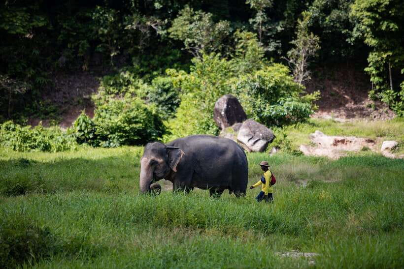 Phuket: Bukit Elephant Park Sanctuary Walk and Feed Tour - Bukit Elephant Park in Phuket, a short elephant day with real rules