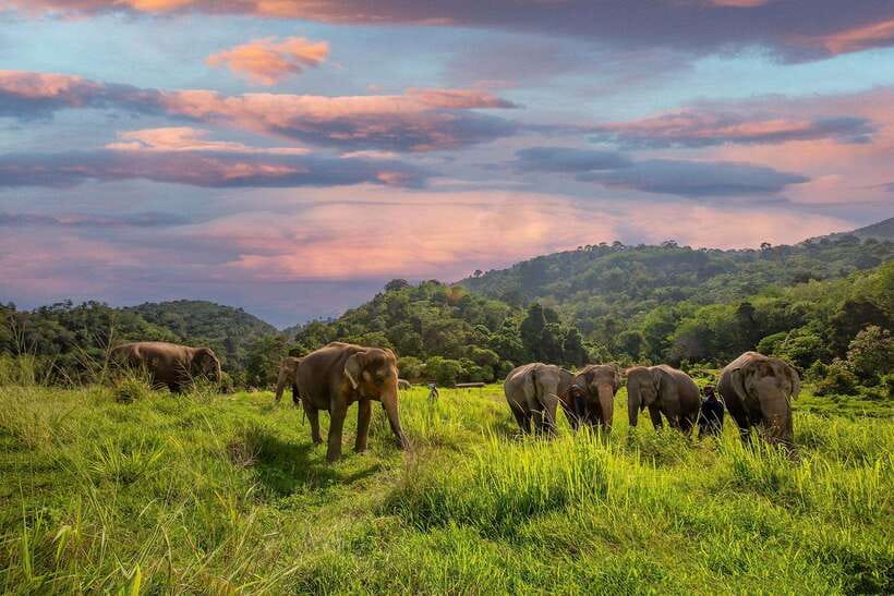 Phuket: Bukit Elephant Park Sanctuary Walk and Feed Tour - Feeding bananas and fruit rice balls, the best part and the reason it’s memorable