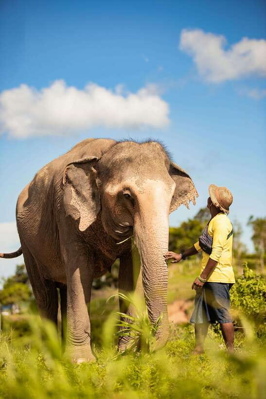Phuket: Bukit Elephant Park Sanctuary Walk and Feed Tour - Guide talk that changes how you watch elephants (Siri, Jamie, and behavior tips)