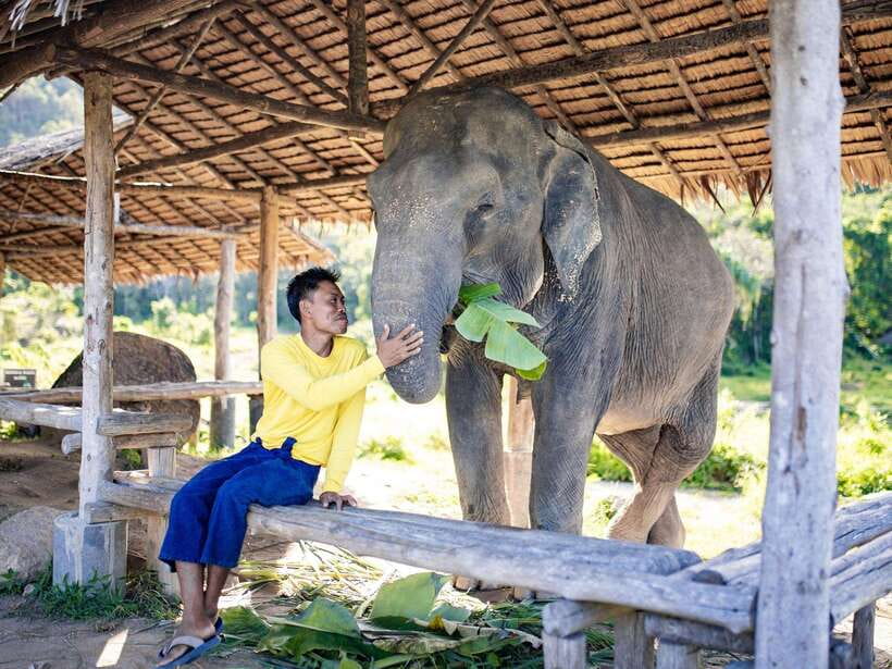 Phuket: Bukit Elephant Park Sanctuary Walk and Feed Tour - What to bring, what to avoid, and how to make it comfortable