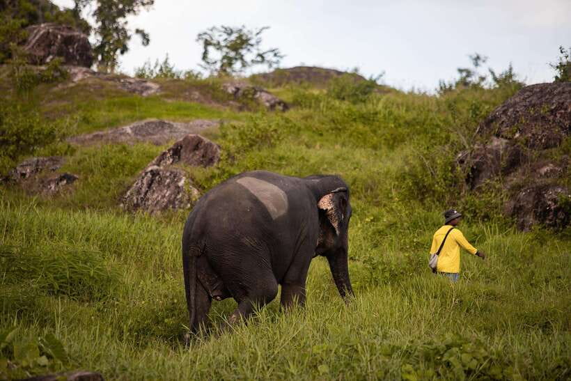 Phuket: Bukit Elephant Park Sanctuary Walk and Feed Tour - Price and value: is $51 fair for an ethical elephant visit?