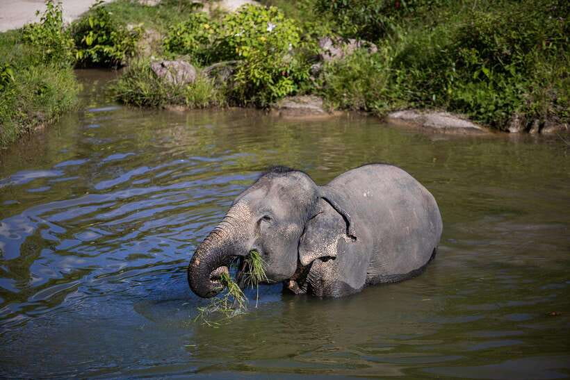 Phuket: Bukit Elephant Park Sanctuary Walk and Feed Tour - Who should book this sanctuary walk (and who should skip it)