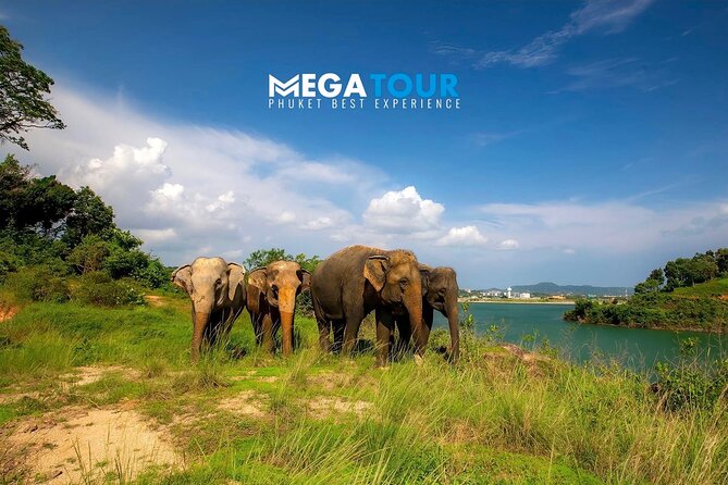 Phuket City Tour & Elephant Sanctuary – Town, Temple, Food & View - Pickup, timing, and the small-group pace that helps