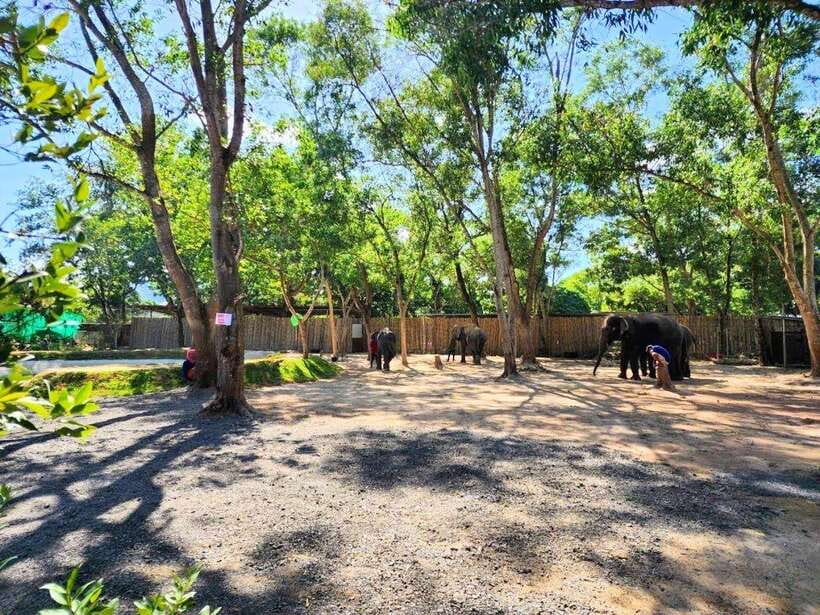 Phuket City Tour with Viewpoints, Temples & Elephant Feeding - Price and value: is $48 for 6 hours a fair deal?