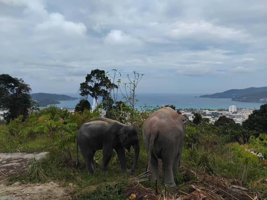 Phuket: Eco Guided Tour at Elephant Sanctuary - The Briefing That Sets the Tone: Mahouts, Daily Care, and Ethics