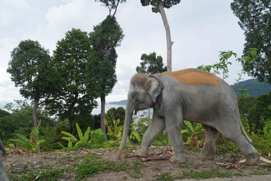 Phuket: Eco Guided Tour at Elephant Sanctuary - Herbal Vitamin Balls: A Hands-On Lesson in Elephant Digestion