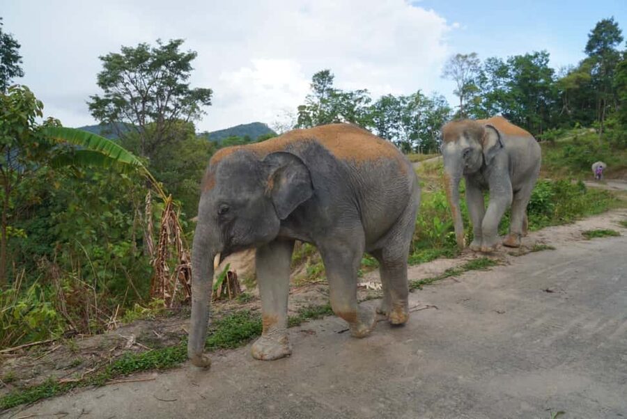 Phuket: Eco Guided Tour at Elephant Sanctuary - Walking the Sanctuary and Feeding in a Natural Setting