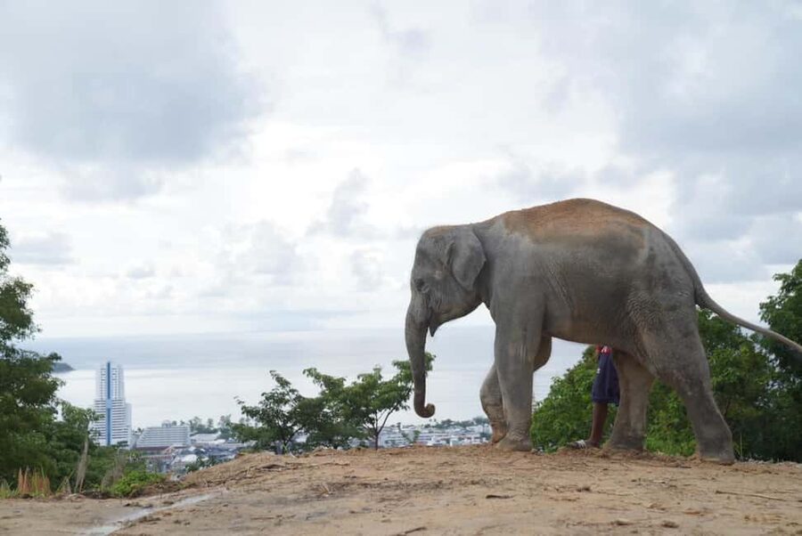 Phuket: Eco Guided Tour at Elephant Sanctuary - Captive vs Wild Elephants: What You’ll Actually Take Away