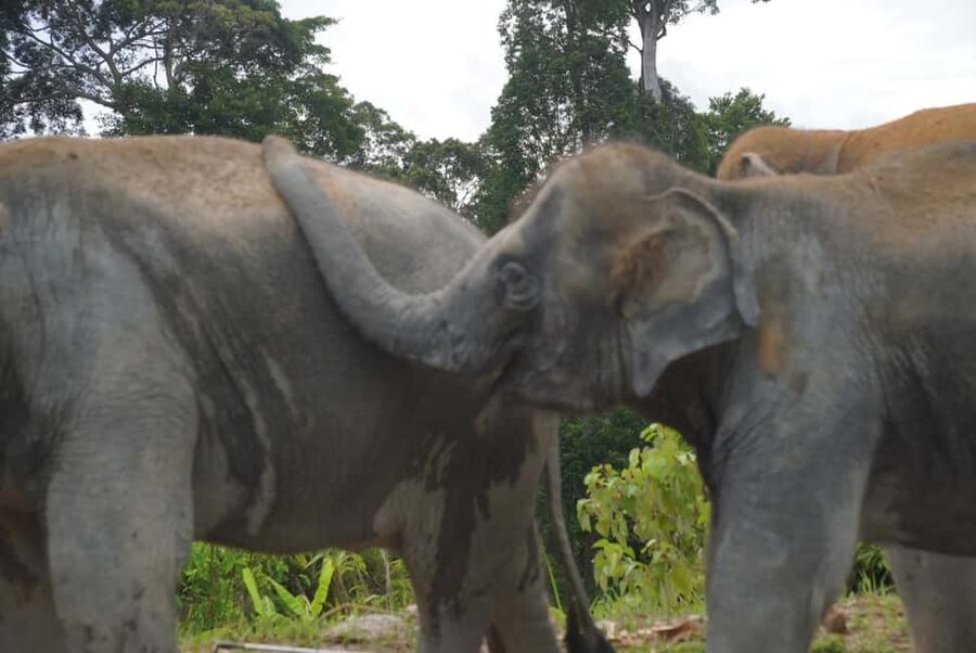Phuket: Eco Guided Tour at Elephant Sanctuary - The Rules That Keep This Ethical (and Why You Should Care)