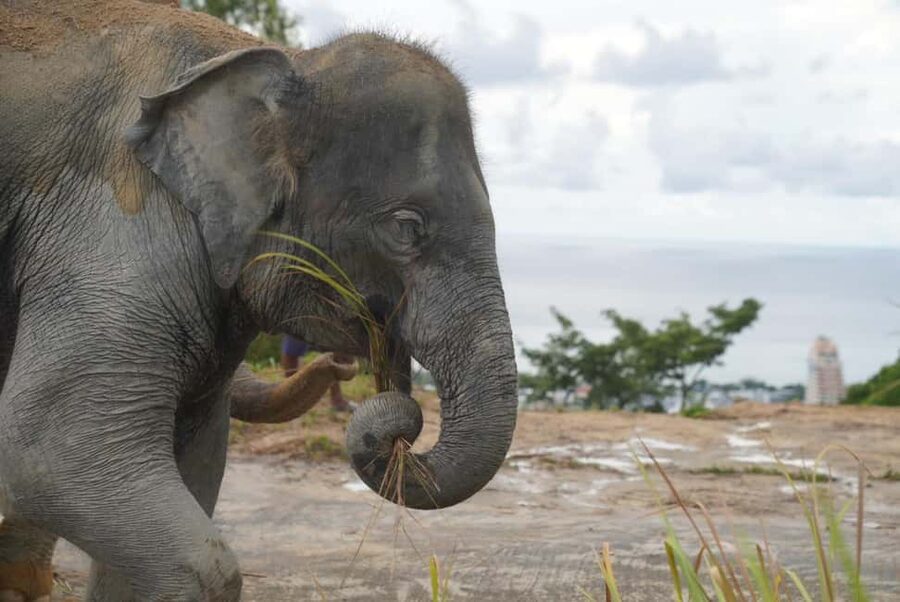 Phuket: Eco Guided Tour at Elephant Sanctuary - Price and Value: Is $32 Worth It?