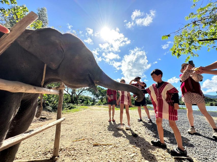 Phuket: Elephant Experience with Lunch or Dinner and Pickup - What This Phuket Elephant Experience Really Gives You