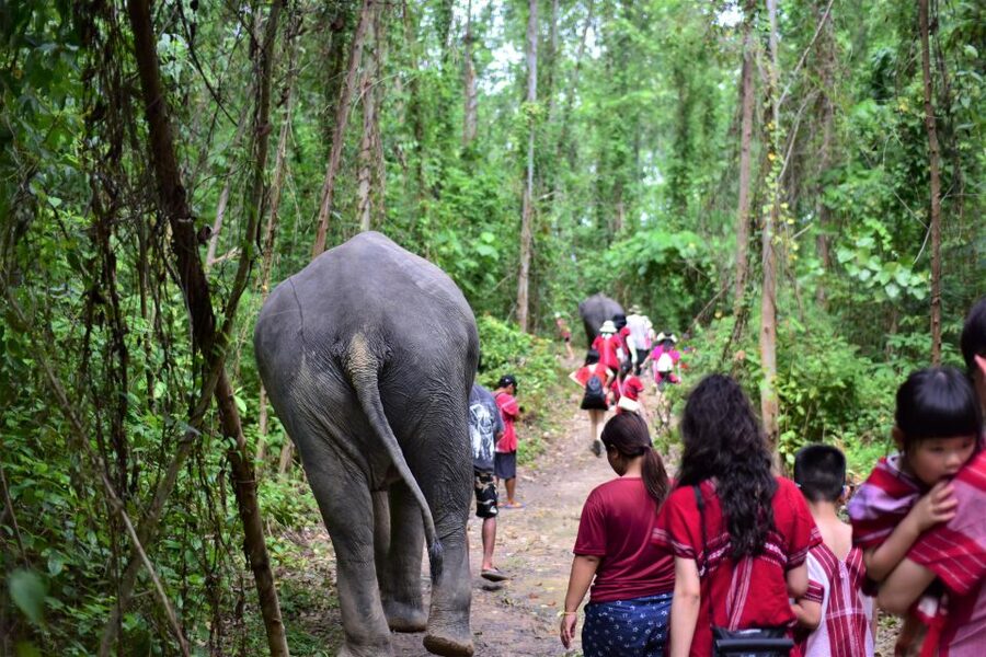 Phuket: Elephant Experience with Lunch or Dinner and Pickup - Feeding and Elephant Photos Without Riding