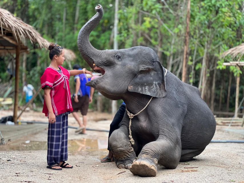 Phuket: Elephant Experience with Lunch or Dinner and Pickup - Mud Spa and Jungle Walk: The Day’s Wet, Wild Turning Point