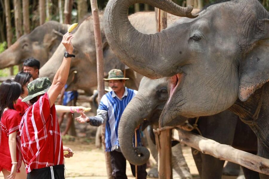 Phuket: Elephant Experience with Lunch or Dinner and Pickup - Kerchor Elephant Family Park: Your First Steps on Site