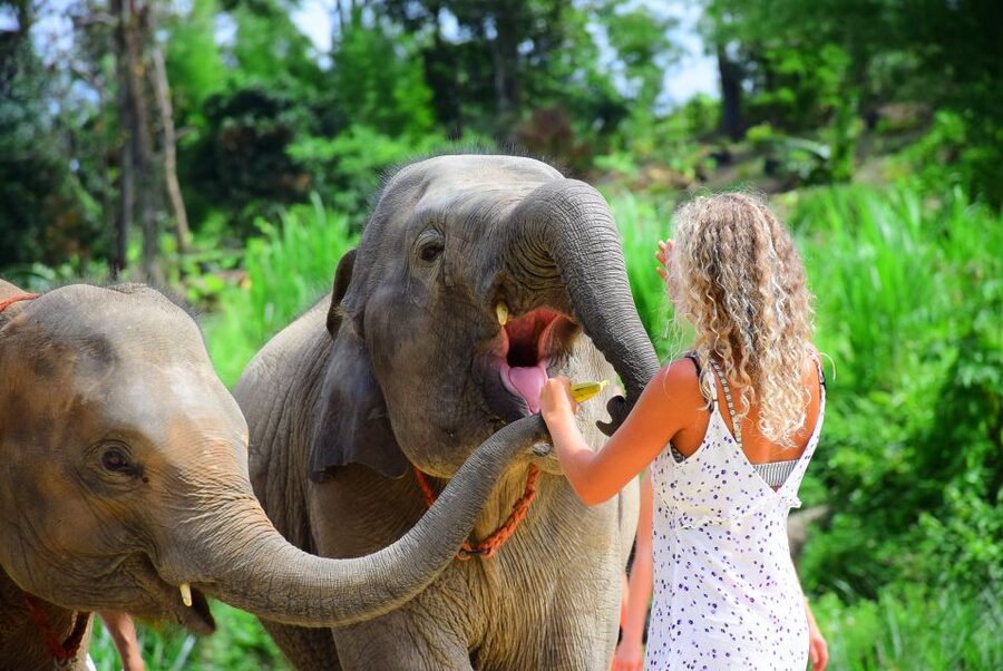 Phuket: Elephant Feeding Program - Key takeaways before you go