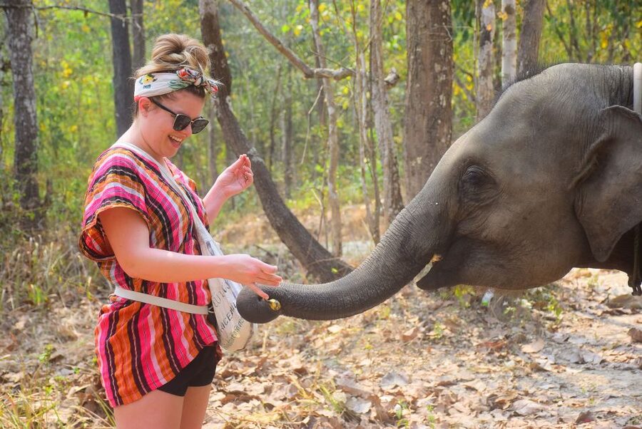 Phuket: Elephant Feeding Program - What this Phuket elephant feeding session really is