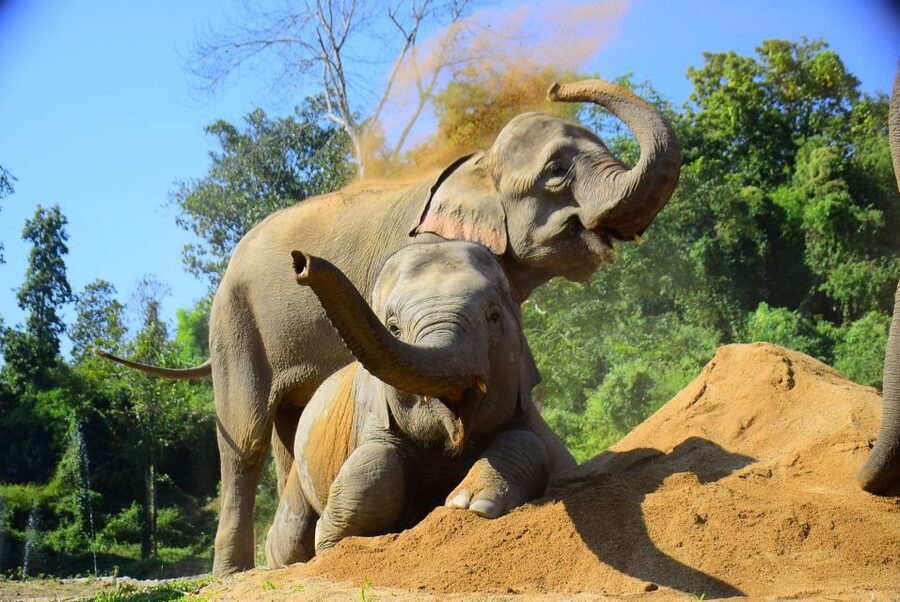 Phuket: Elephant Feeding Program - The briefing: how to watch elephants like you mean it