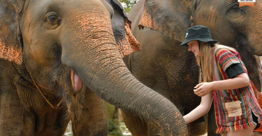 Phuket: Elephant Jungle Sanctuary Ethical Feeding Experience - What makes this experience different