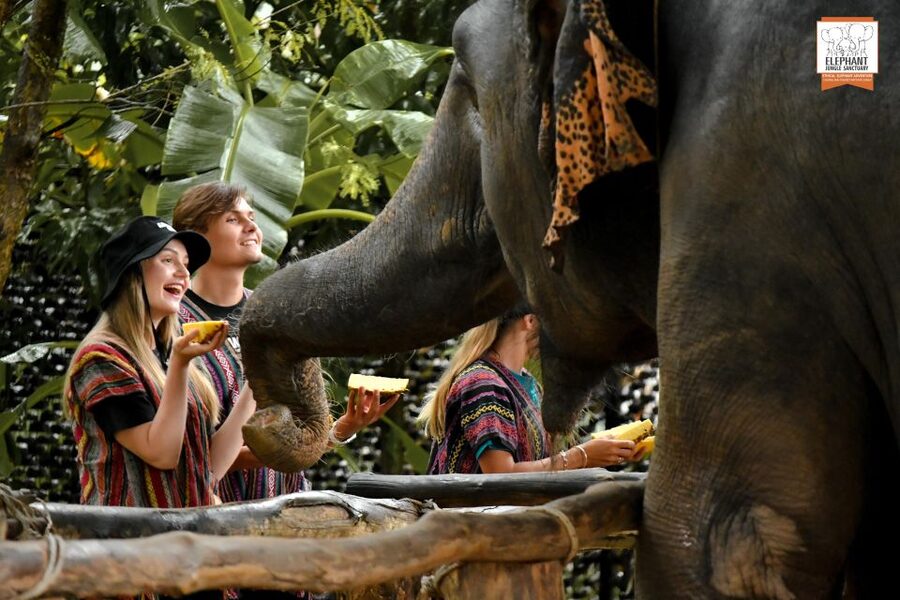 Phuket: Elephant Jungle Sanctuary Ethical Feeding Experience - Key points you should care about