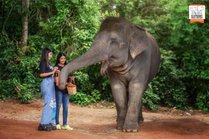 Phuket: Elephant Jungle Sanctuary Ethical Feeding Experience - The Feed Me program: fruit or grass, guided by the vet