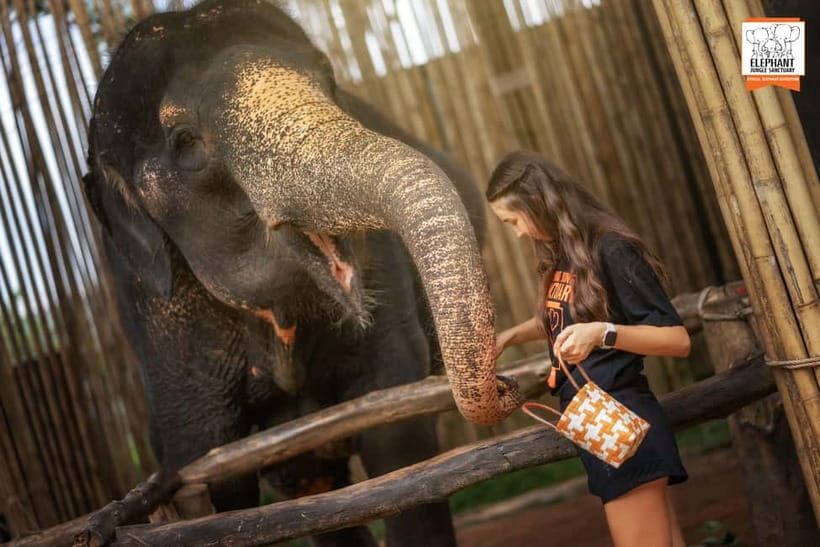 Phuket: Elephant Jungle Sanctuary Ethical Feeding Experience - Your guide’s elephant stories make the feeding meaningful