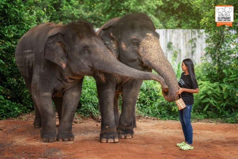 Phuket: Elephant Jungle Sanctuary Ethical Feeding Experience - Interaction rules: when touch is allowed, and why that’s a good thing