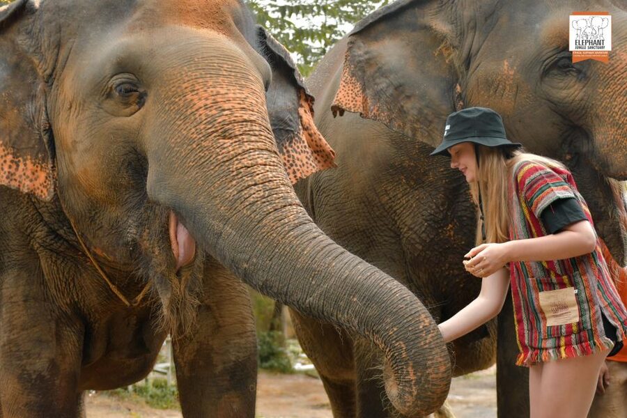Phuket: Elephant Jungle Sanctuary Ethical Feeding Experience - Elephant Jungle Sanctuary Phuket, where feeding beats the ride crowd