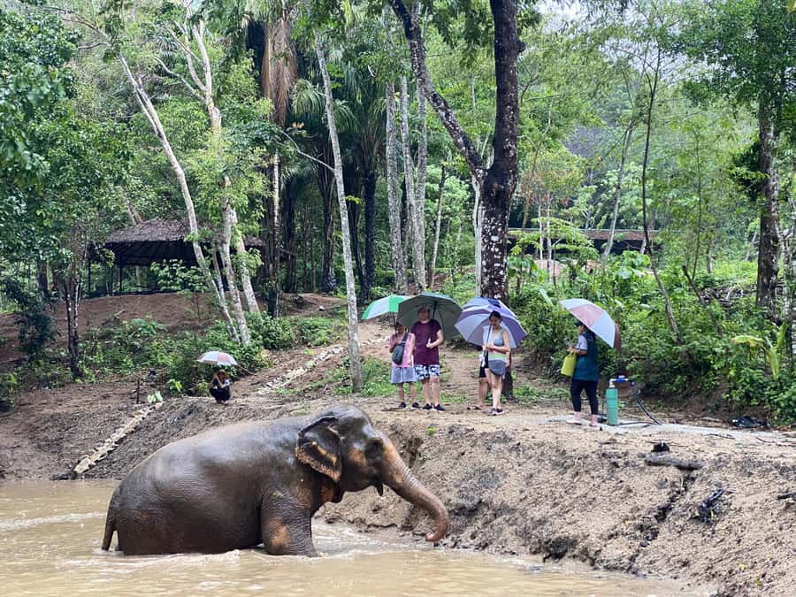 Phuket: Elephant Nature Reserve Entry Ticket and Guided Tour - Phuket Elephant Nature Reserve and the Ethical Standard You Can Actually Use