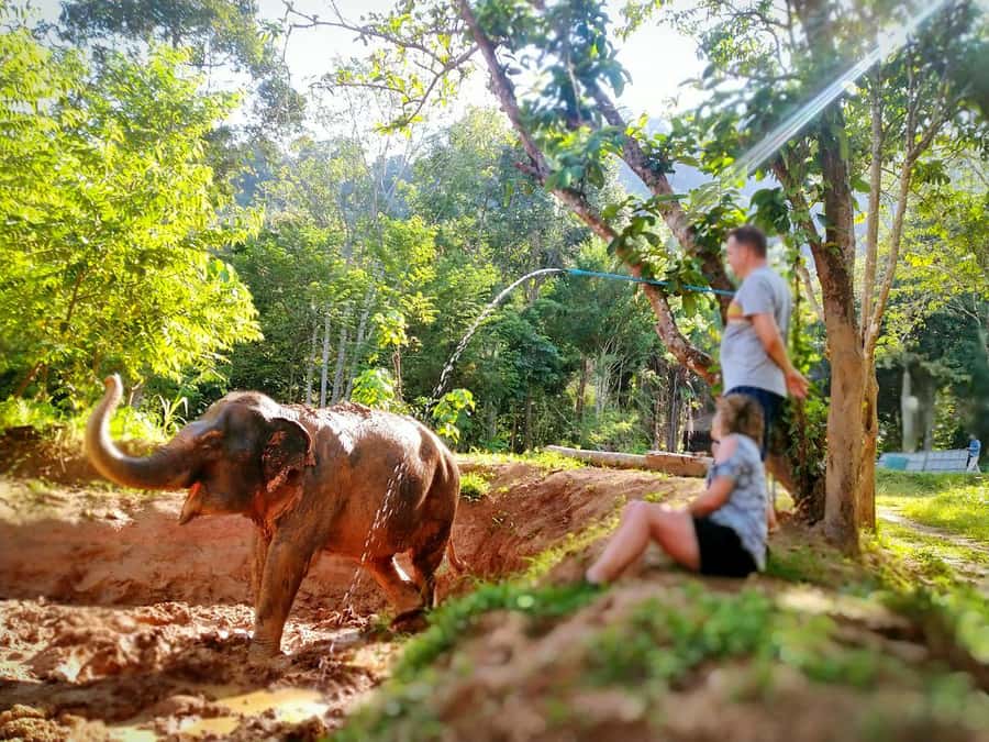 Phuket: Elephant Nature Reserve Entry Ticket and Guided Tour - Feeding Without Disturbing: How This Tour Keeps Elephants in Control