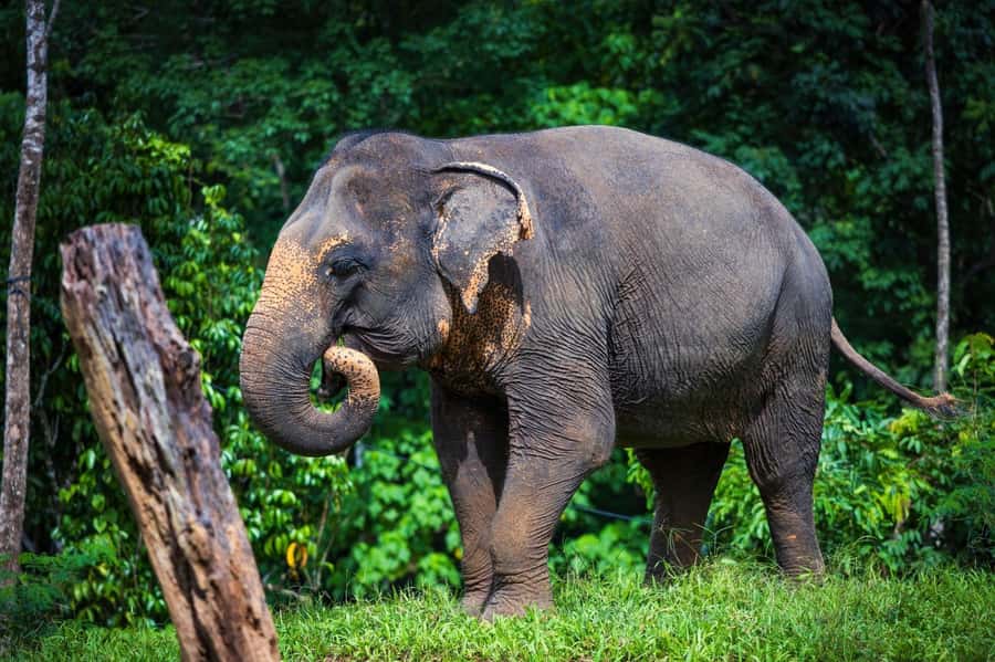 Phuket: Elephant Nature Reserve Entry Ticket and Guided Tour - The Guide Makes It Click: Rescue Stories, Routines, and Real Elephant Facts