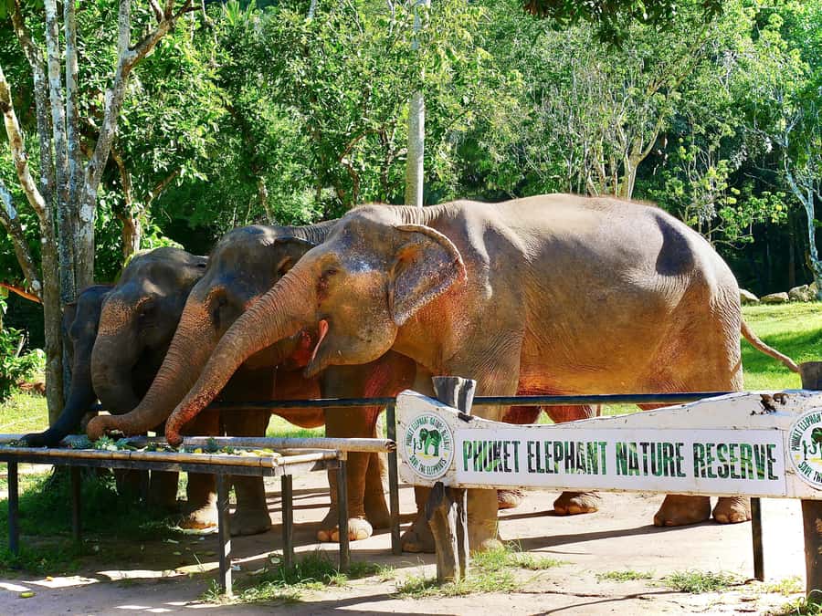 Phuket: Elephant Nature Reserve Entry Ticket and Guided Tour - Price and Value: What You Pay for at $37