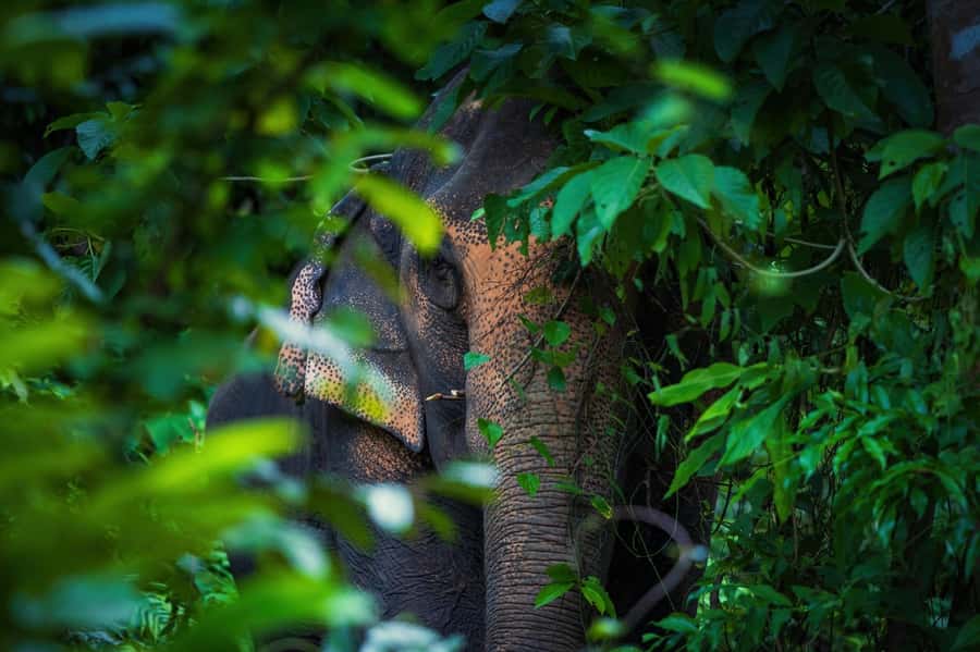 Phuket: Elephant Nature Reserve Entry Ticket and Guided Tour - Meeting Point at Hug Me Cafe: Logistics That Actually Matter