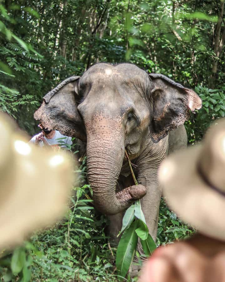 Phuket: Elephant Nature Reserve Entry Ticket and Guided Tour - What to Bring for a Comfortable, Sunny Phuket Visit