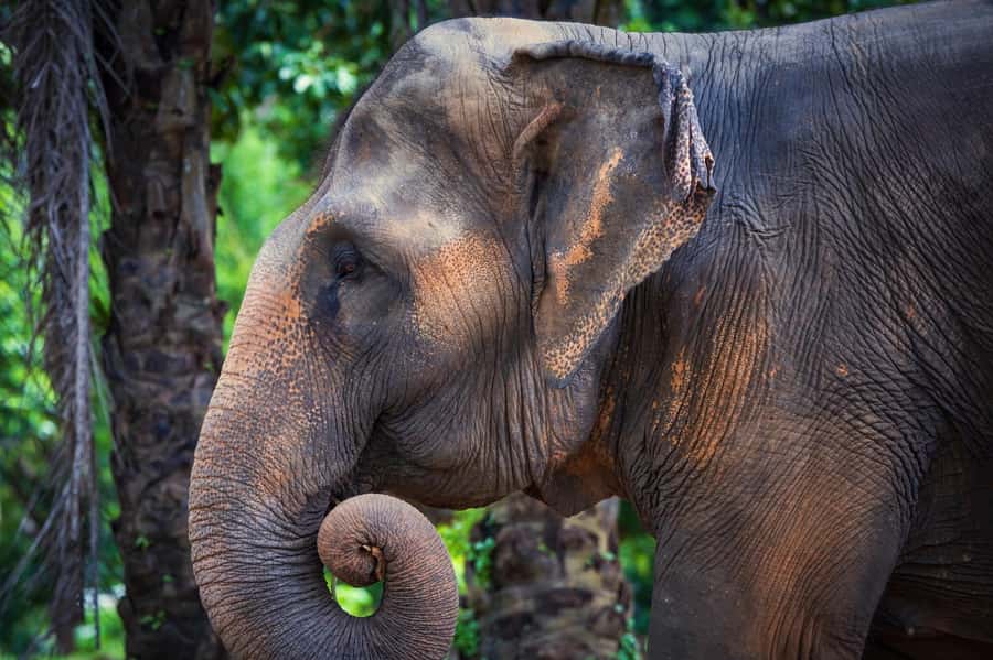 Phuket: Elephant Nature Reserve Entry Ticket and Guided Tour - Photos, Ponds, and the Calm After the Feeding