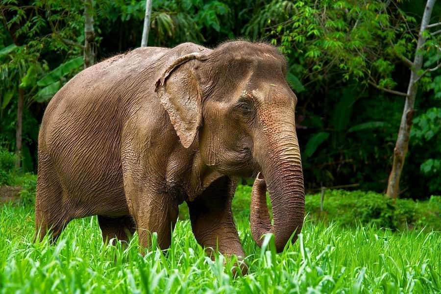 Phuket: Elephant Nature Reserve Entry Ticket and Guided Tour - Your 90-Minute Flow: Meet, Prep Food, Feed, Then Observe