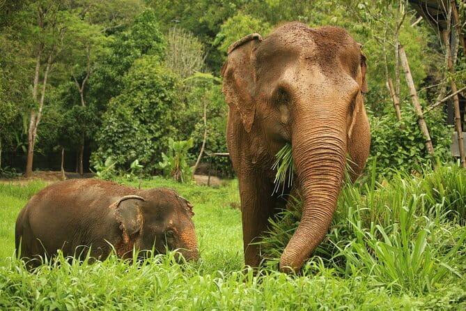 Phuket Elephant Nature Reserve Ethical Sanctuary - Key things to know before you go