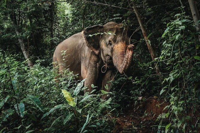 Phuket Elephant Nature Reserve Ethical Sanctuary - Ethical Elephant Nature Reserve, Not a Show