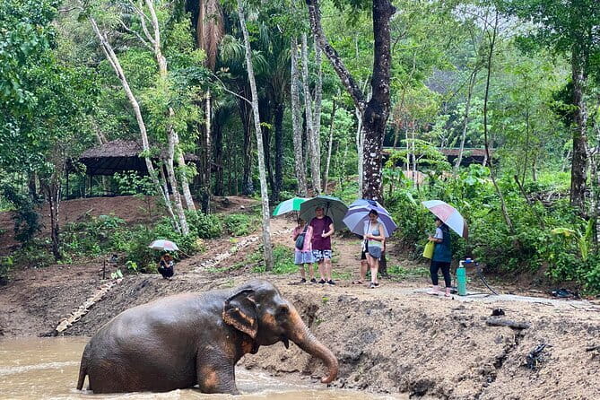 Phuket Elephant Nature Reserve Ethical Sanctuary - Stop 1: Briefing, food prep, and jungle watering-hole watching