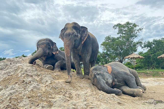Phuket: Elephant Nature Walk - Guided Tour with Transport - Key highlights at a glance